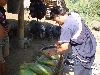 Die Papaya wird mit dem Buschmesser aufgeschnitten